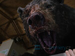 6/19  - MEDVĚD NA KOKSU (2023) - FOTOGALERIE Z FILMU © Universal Pictures