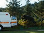 17/19  - MEDVĚD NA KOKSU (2023) - FOTOGALERIE Z FILMU © Universal Pictures